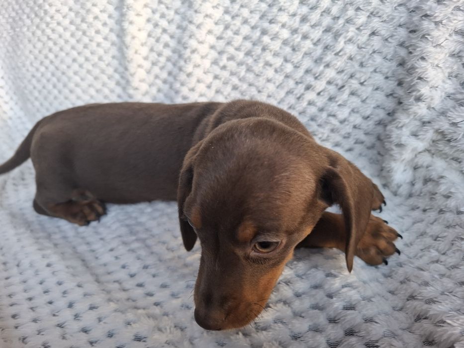 Piesek Jamnik Krótkowłosy czekoladowy