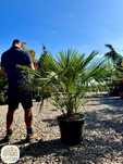 Chamaerops humilis, Karłatka niska, pień 40-60cm, wysokość 120-140cm