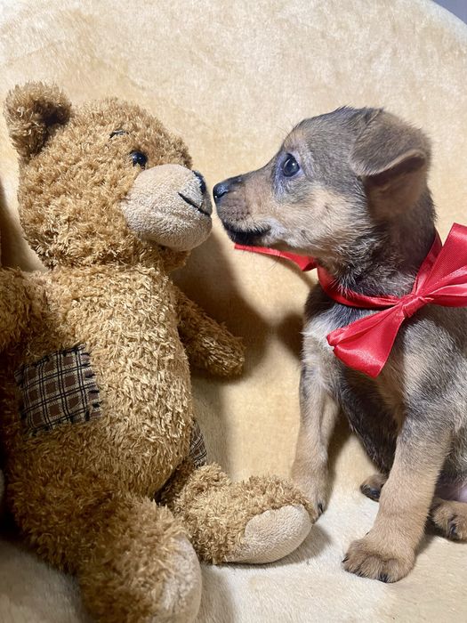 Гарнюня чекає на тебе