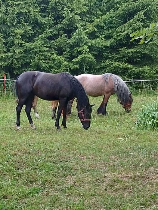 Sprzedam klacz śląską