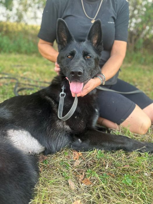 Pełna energii, towarzyska suczka rozgląda się za swoim człowiekiem