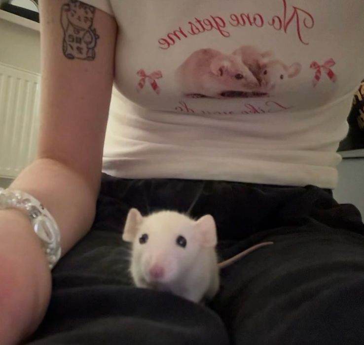 Пацюки криси криски