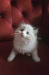 Piękny kocurek Ragdoll, kociak