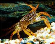 Krab Pantera (Parathelphusa pantherina)