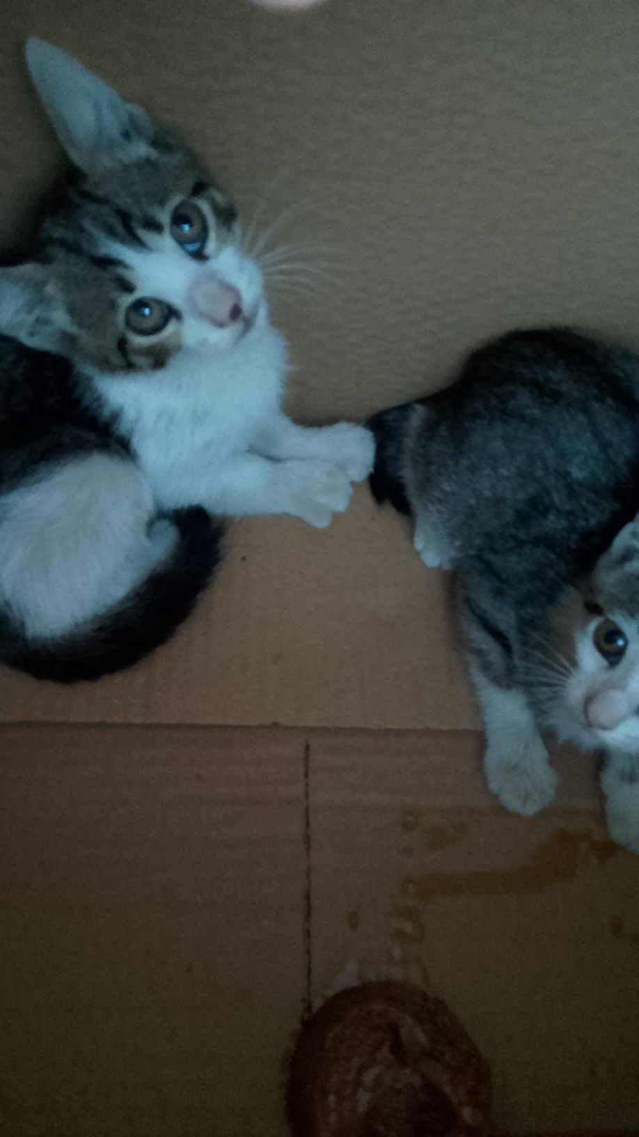 Dois gatinhos uma menina e um menino