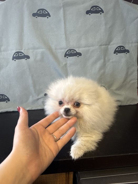 Spitz Alemão Branquinho Pequenino