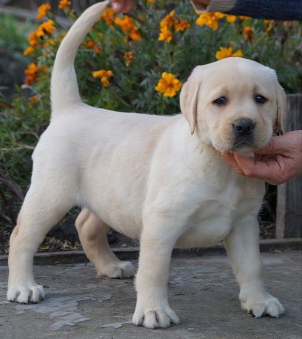 Малюки лабрадор-ретривер