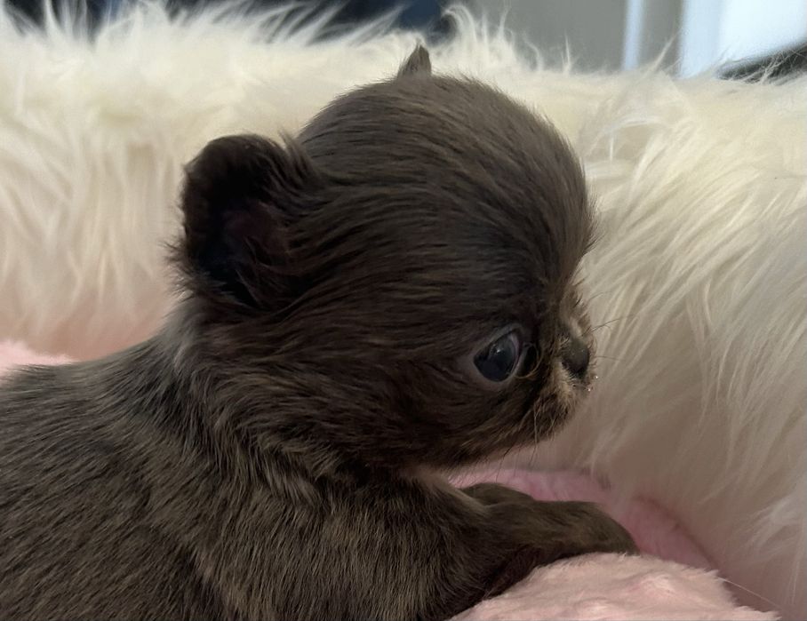 Chihuahua niebieska mini xxs sunia długowłosa MEGA CUDO