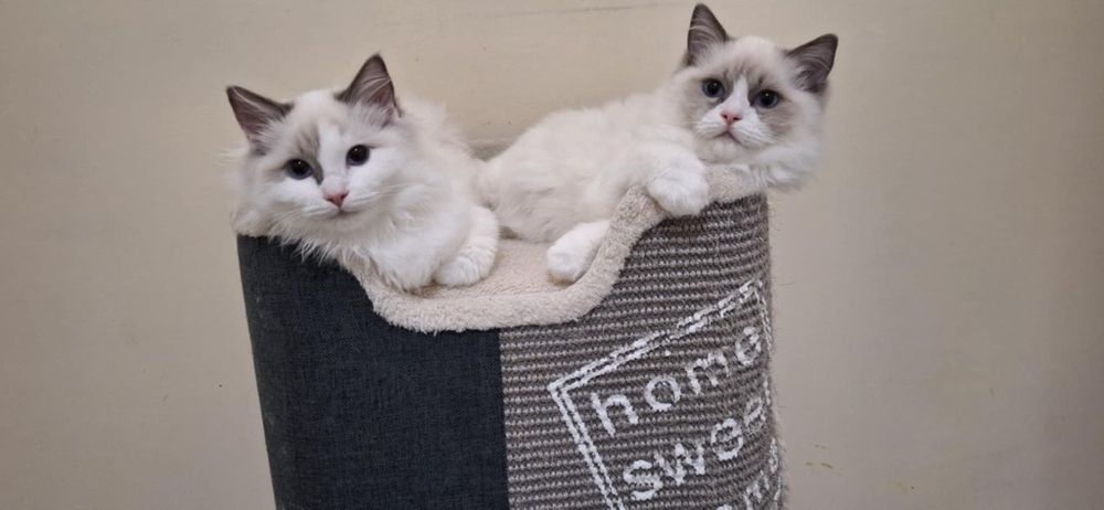 RAGDOLL Kocurki FPL od Ręki ( Rodowód )