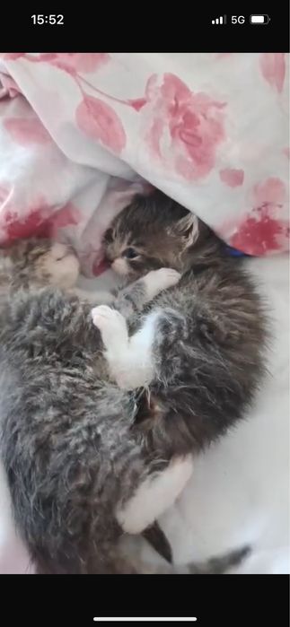 Małe kotki do adopcji