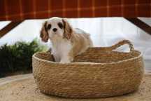 Cavalier King Charles Spaniel ZKwP FCI suczka