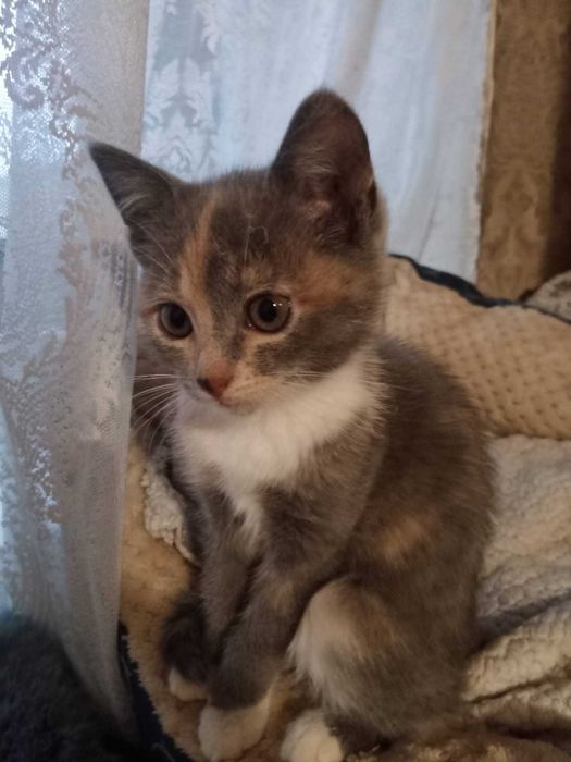 Котеня в добрі руки