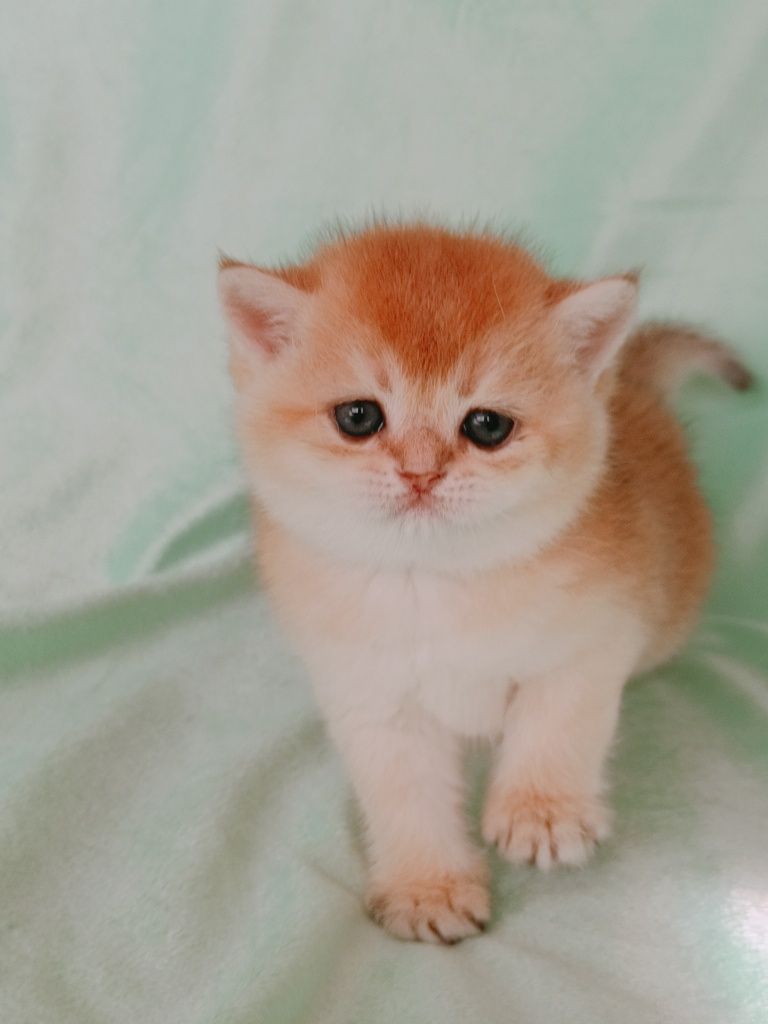 British shorthair golden chinchilla