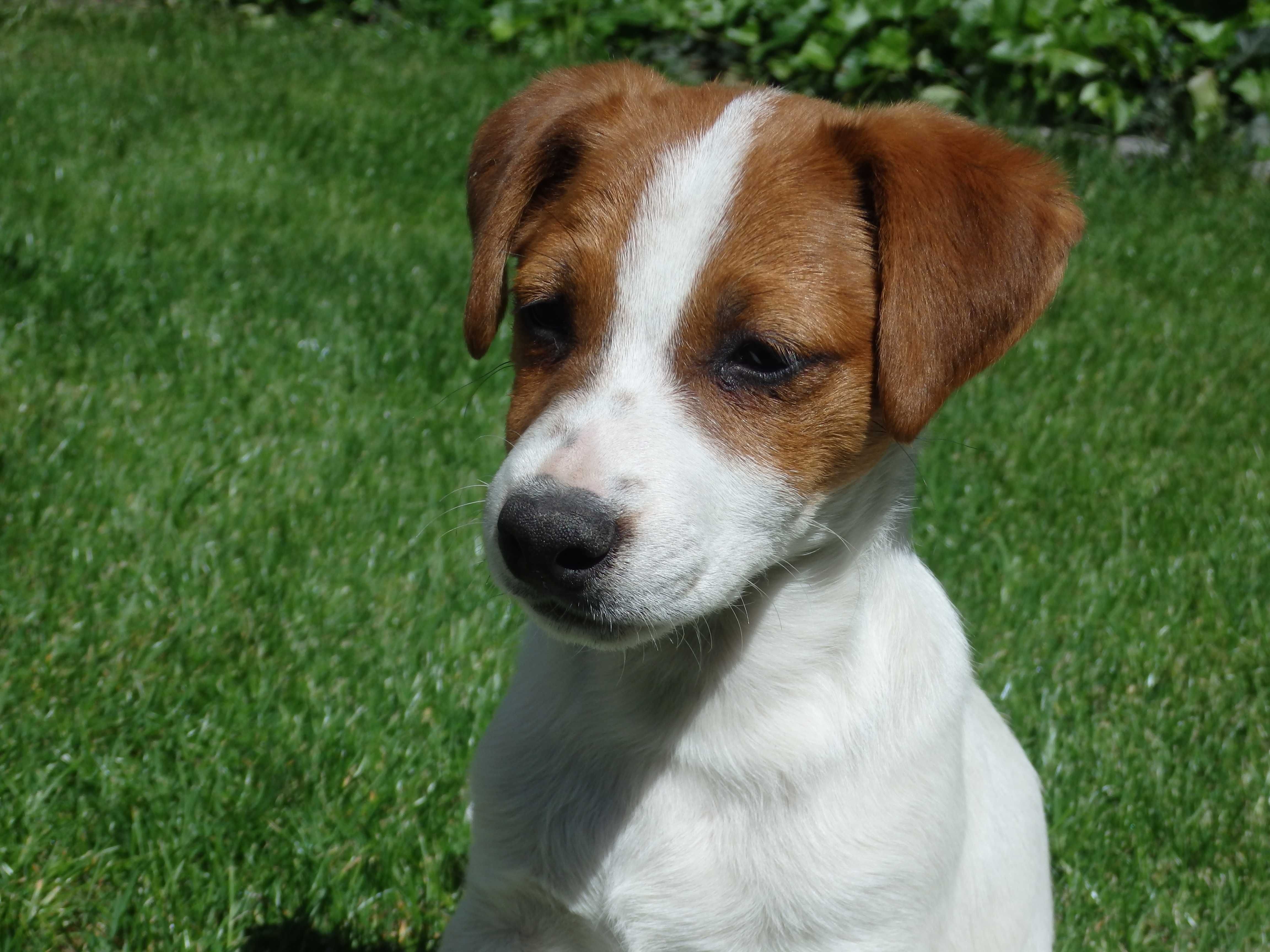 Jack Russell Terrier wzorcowy piesek #SMARTIE JACKS# rodzice FCI/ ZKwP