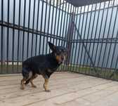 Pies Zoggi, oddam psa, adopcja