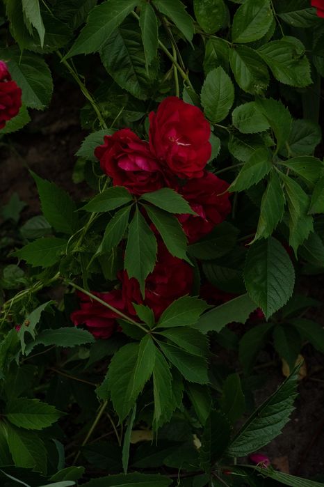 Таро росклад - думки, почуття, цілі + дії