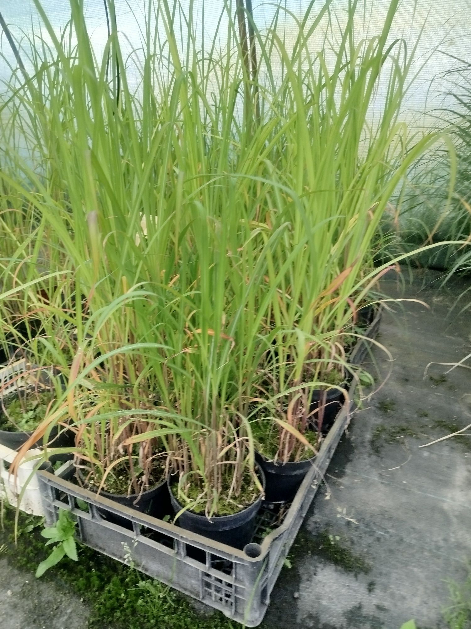 Miskant purpurascens