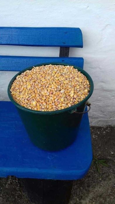 Кукурудза (60 грн за відро)