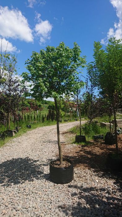 Klon kulisty Globosum obwód 12-14cm , przekorzeniony w donicy