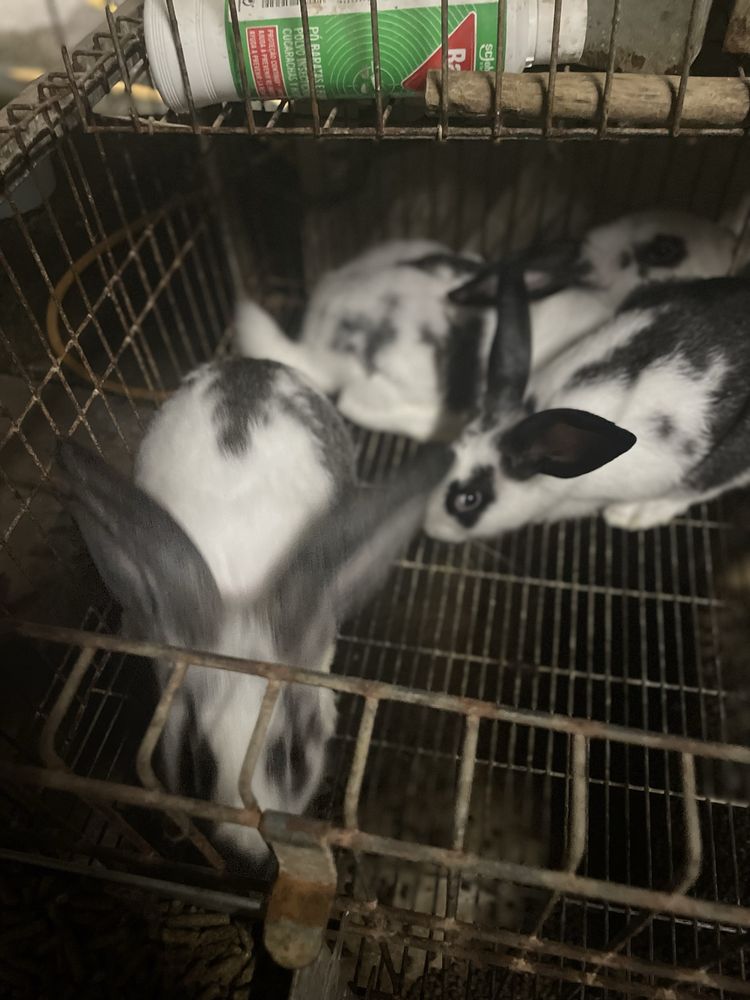 Coelhos Caseiros