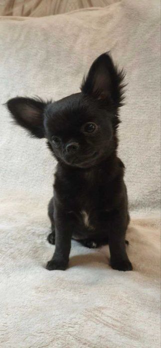 Шикарна дівчинка на ім'я "Клякса"