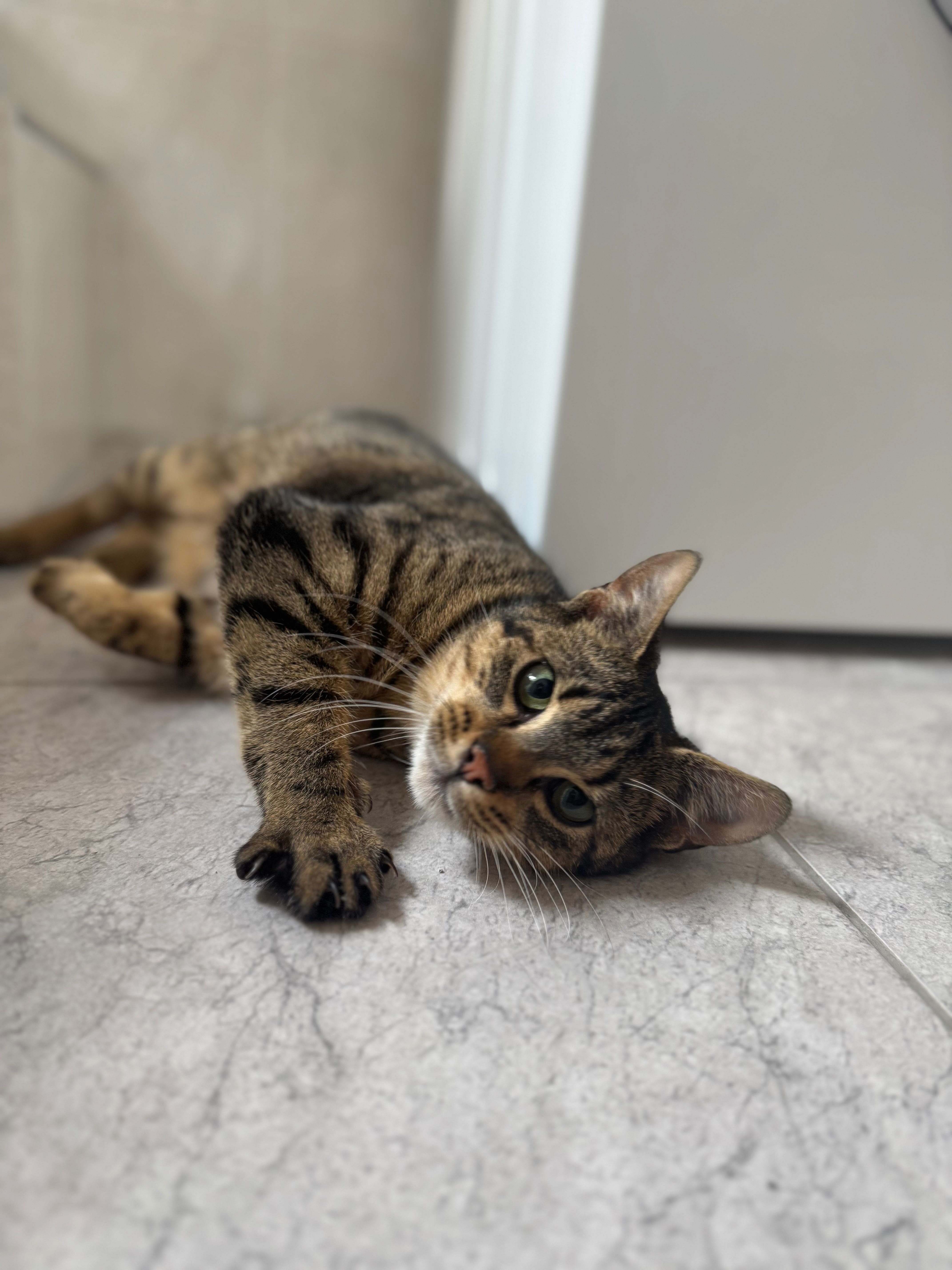 Piękny kotek do adopcji
