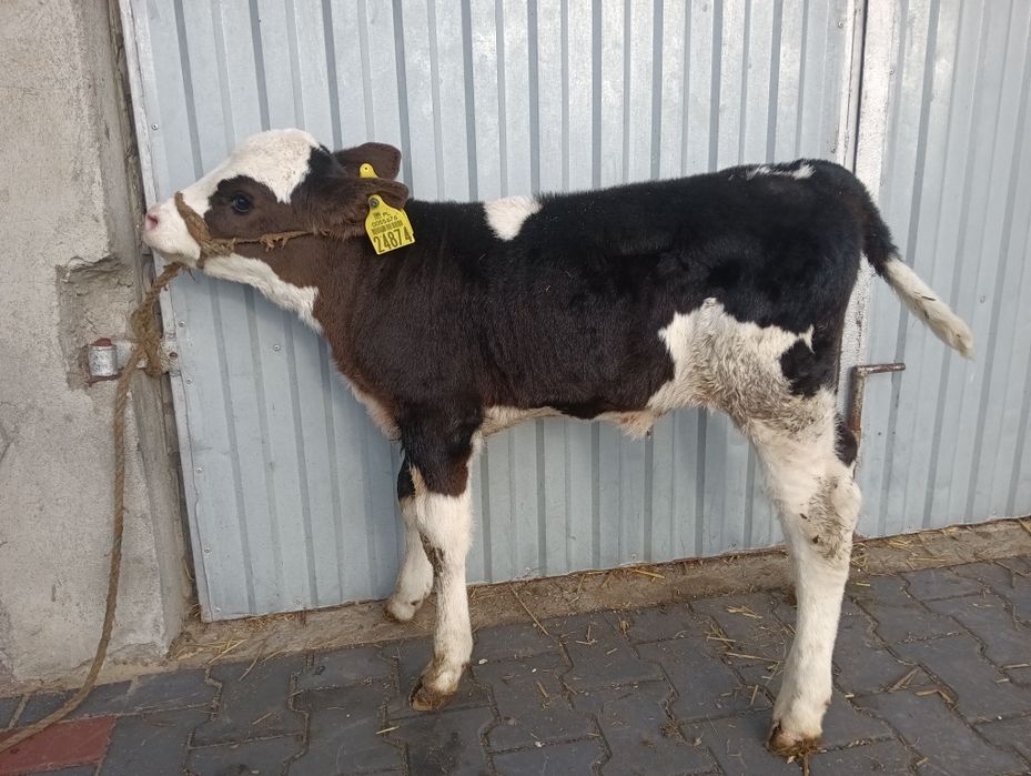 Cielak jałoszka simental