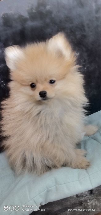 Дівчатка .Померанський шпіц.