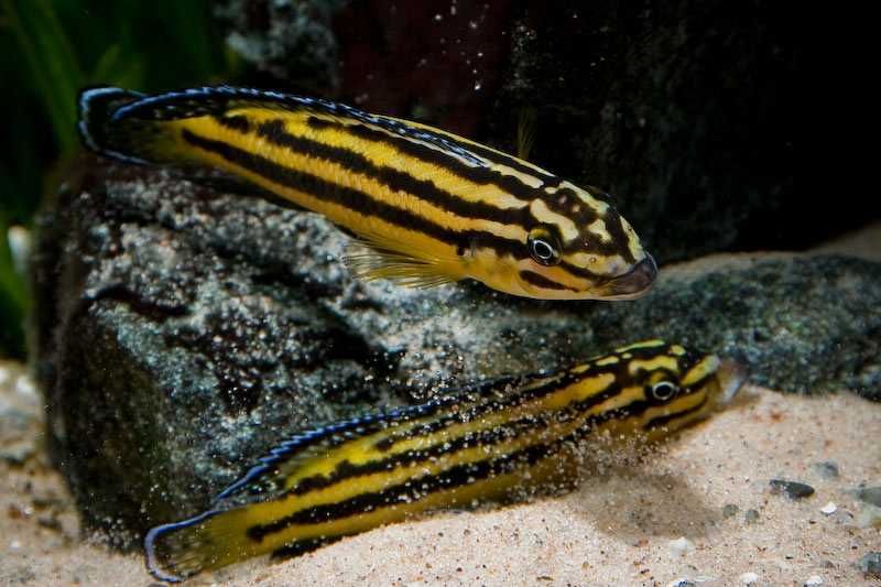 GB TANGANIKA Naskalnik Regana, Julidochromis Regani - dowóz ryb!