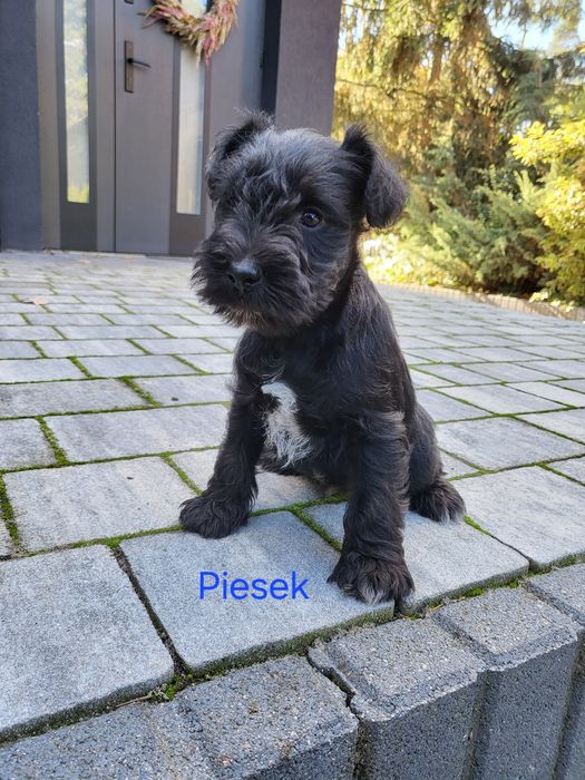 Sznaucer Miniaturowy czarne szczeniaki