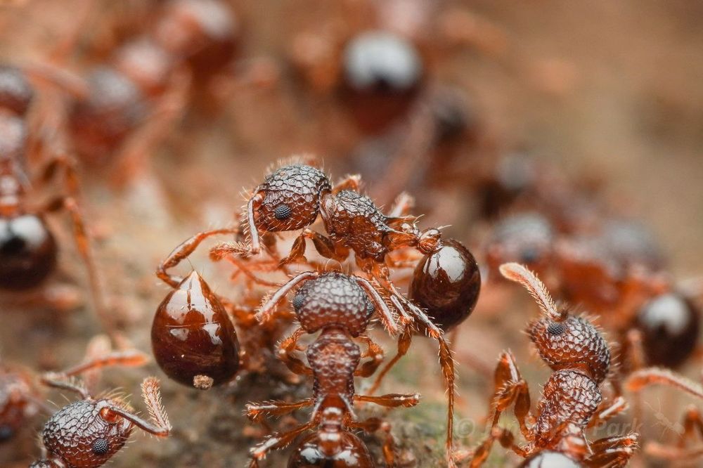 Екзотичні мурахи Pristomyrmex punctatus