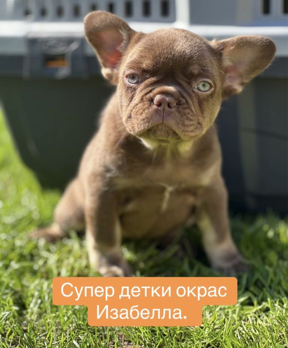 Французики в окрасе изабелла