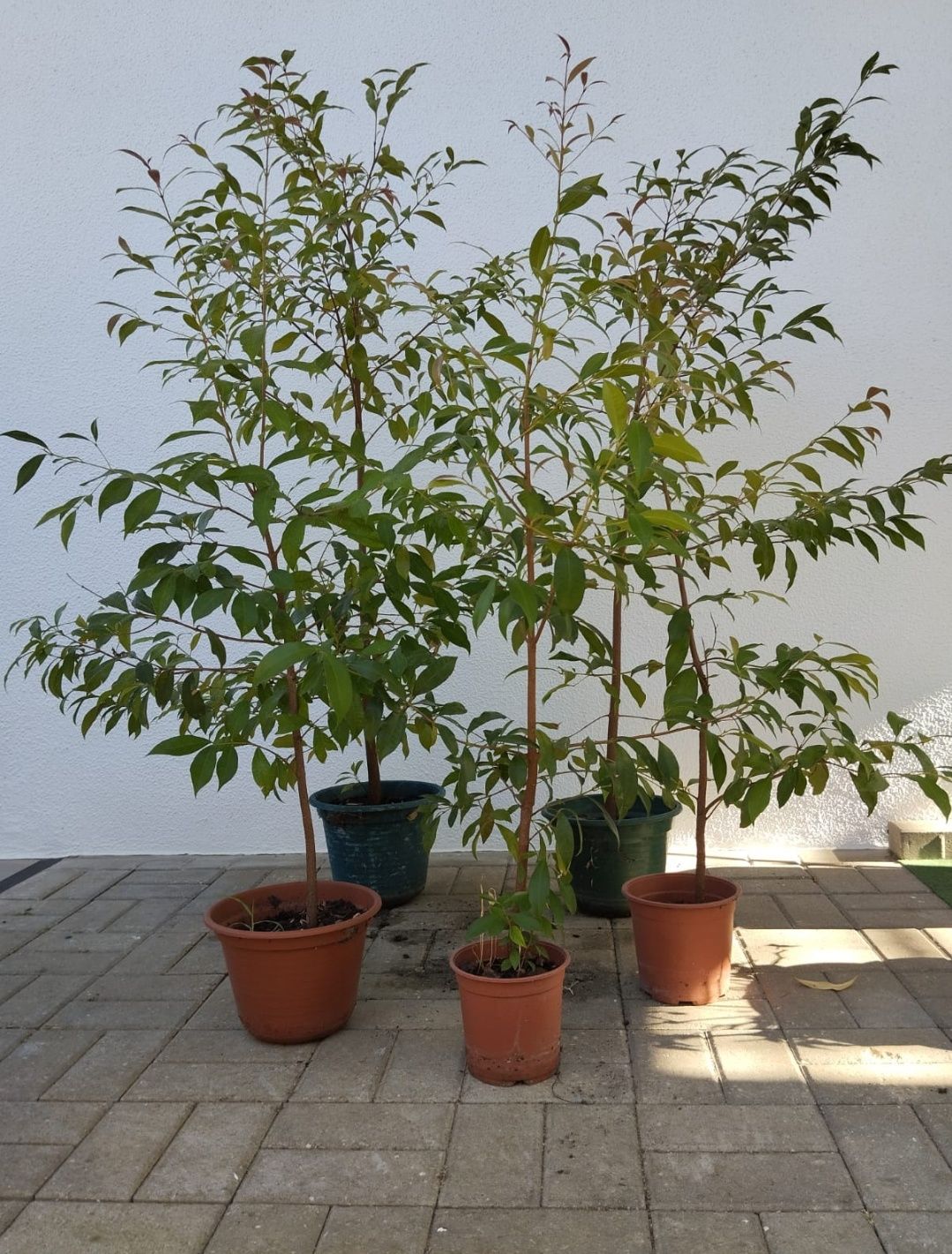 Vendo Eugenias Myrtifolia ideal para sebes