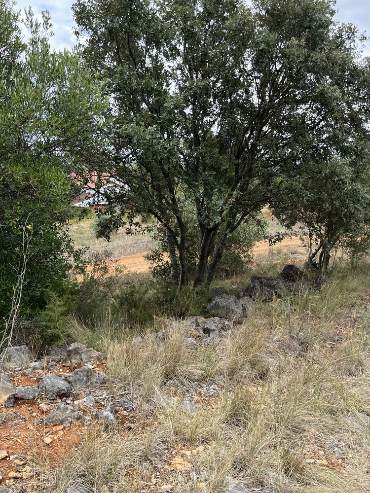 Terreno Rustico - Pedrogao - Serra de Aire e candeeiros