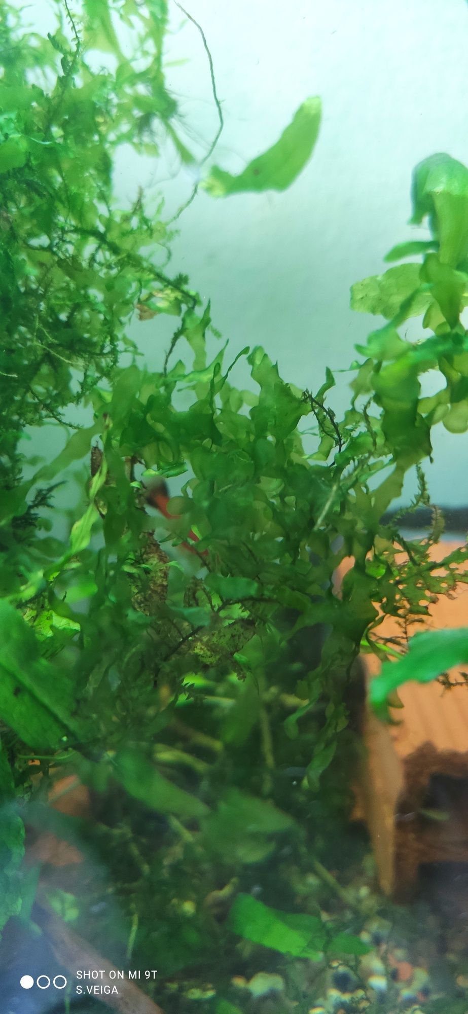 Lomariopsis lineata - Round Pellia - Planta