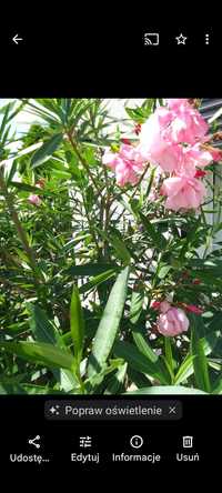 Oleander pospolity, duży,  180 cm