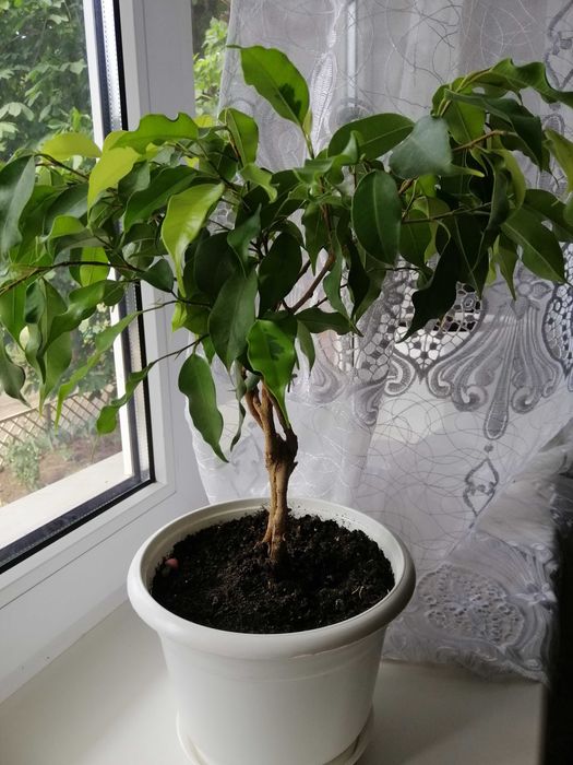 Комнатные цветы. Фикус Бенджамина. Драцена. Замиокулькас и др.