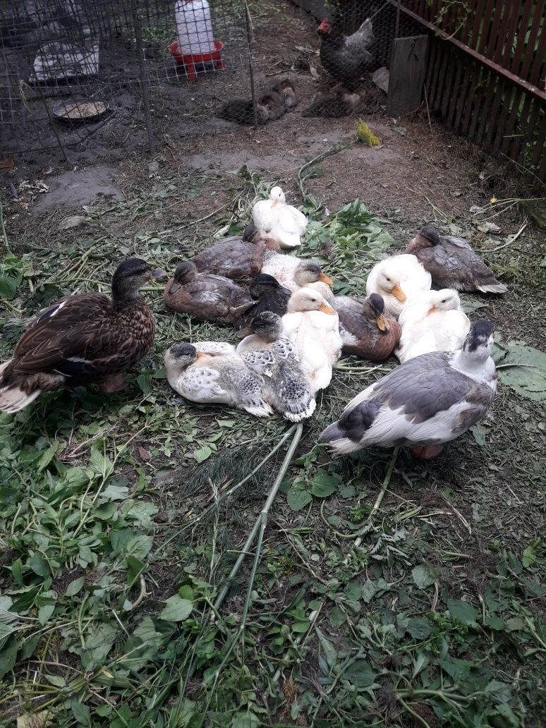 Kaczki Call duck