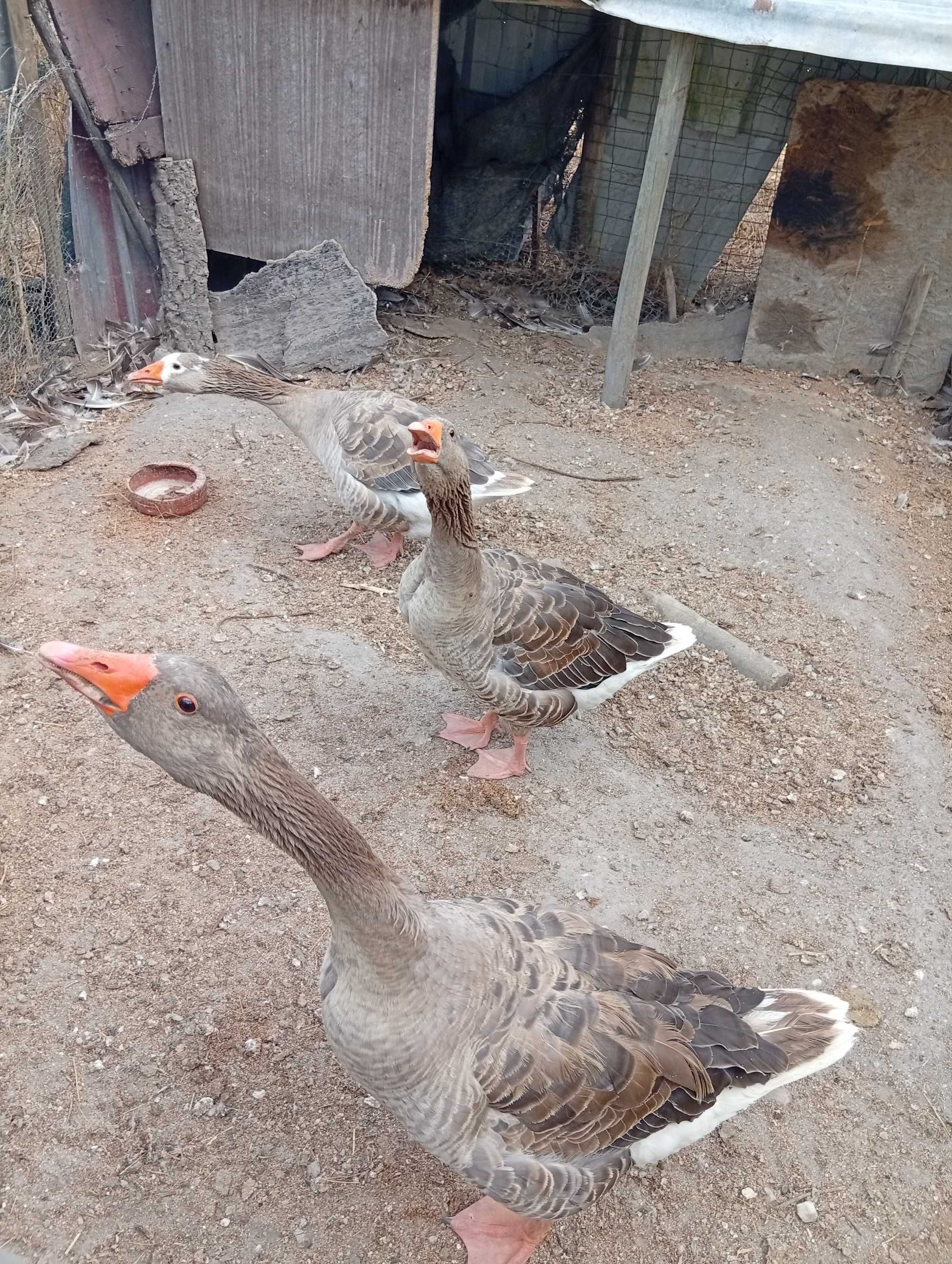 Pato ganso femea