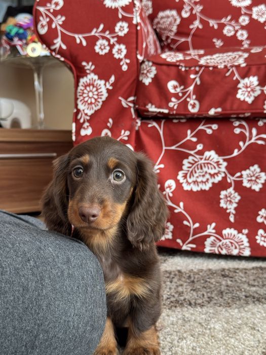 Jamnik Króliczy Długowłosy - CZEKOLADOWY gotowy do zmiany domku - ZKwP