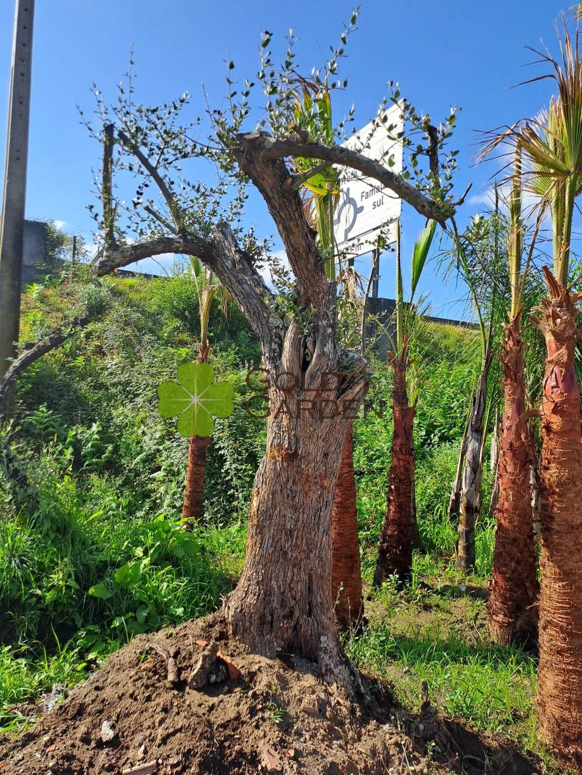 Escolha a sua Oliveira! / Plantas / Árvores / Jardim