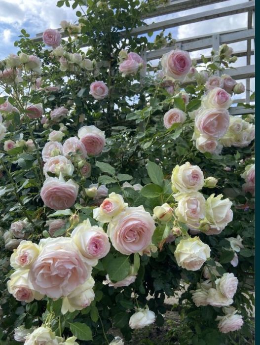 РОЗЫ Саженцы  роз продаю англ; плетистые; флорибунда; парковые