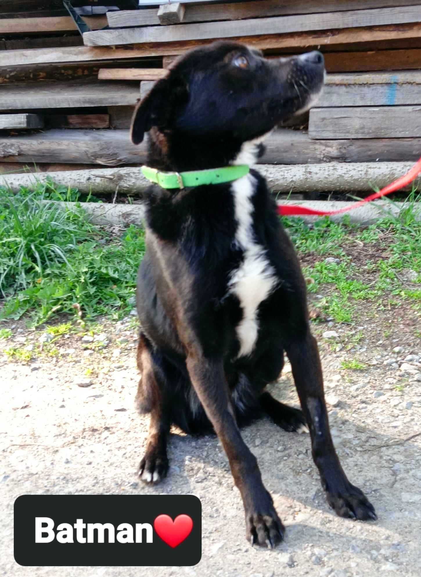 Batman-DELIKATNY, wrażliwy, średni (15kg)