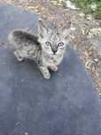 Маленькие котята