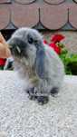 Mini lop króliki karzełek miniaturka baranek hodowla