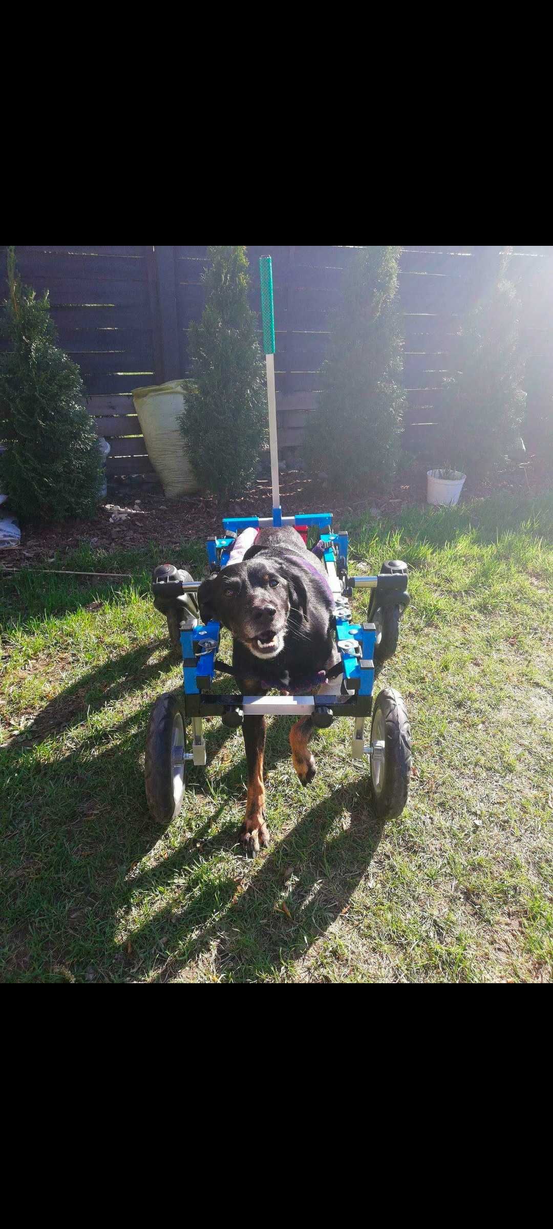Wózek inwalidzki dla psa.
