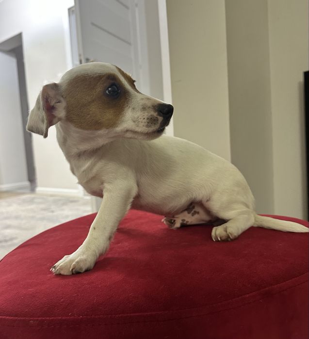 Piesek Jack Russell Terrier z Rodowodem