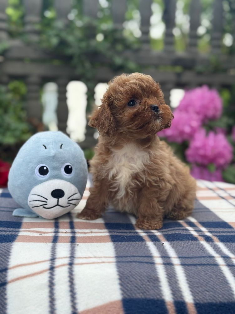 Cavapoo słodki piesek