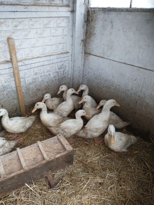 Sprzedam kaczki Pekin inne staro polskie 80