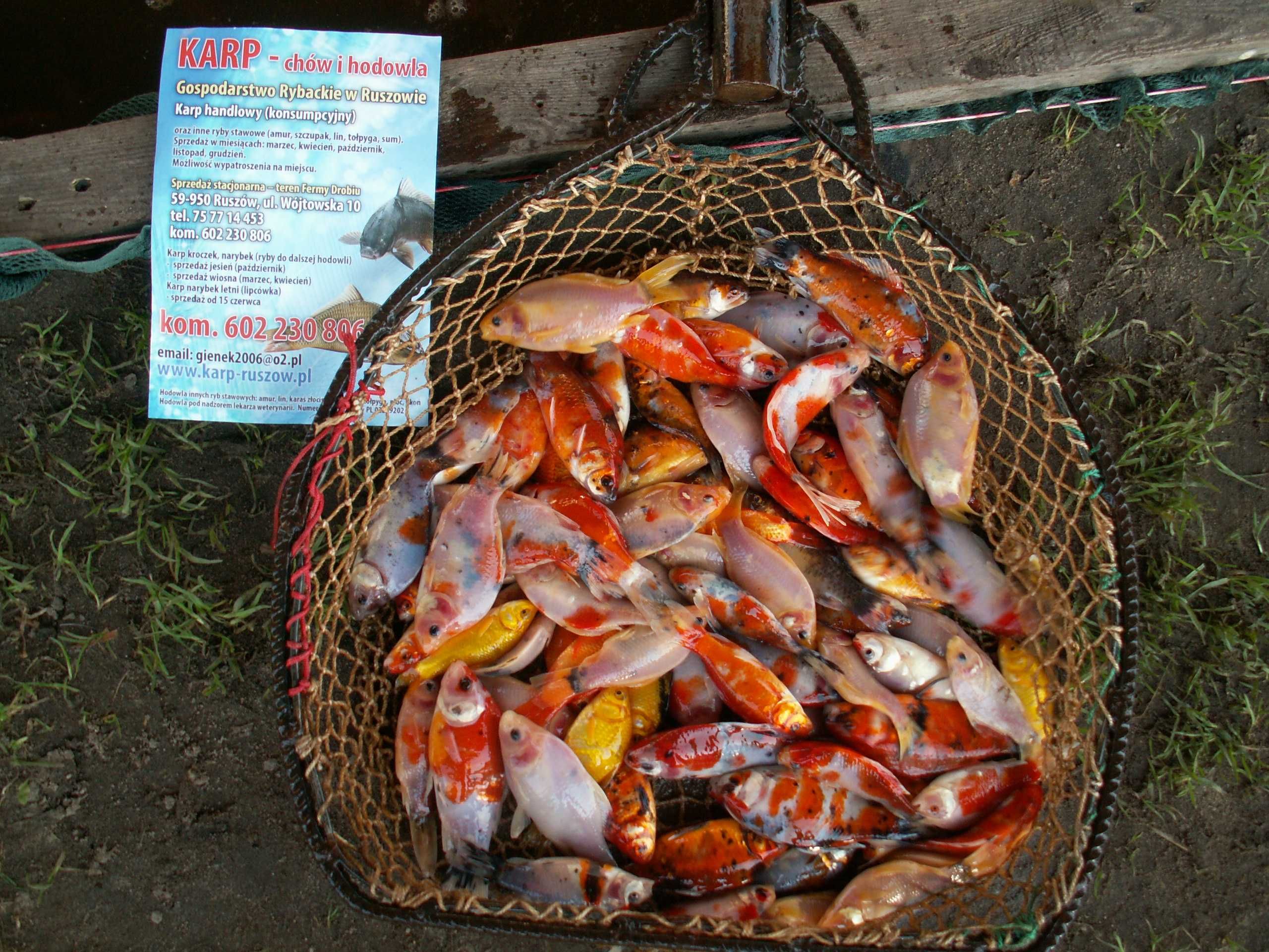 Amur kroczek 20-25 cm